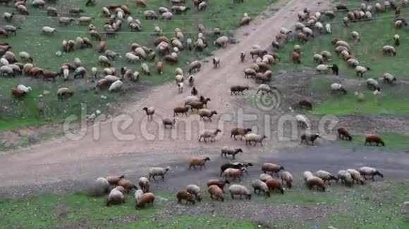 一群绵羊和公羊在草地上的绿色草地上缓慢地行走视频的预览图