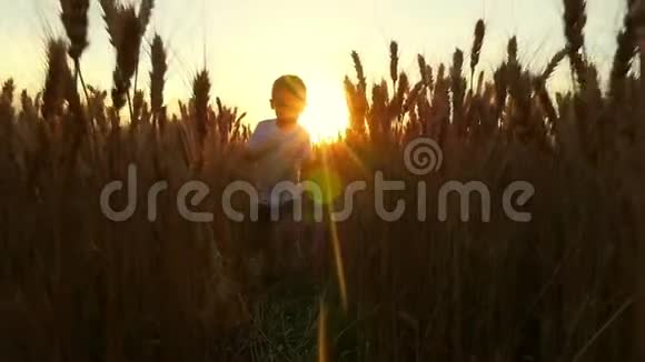 一个穿着白色T恤的快乐孩子穿过成熟的小麦和微笑的田野视频的预览图