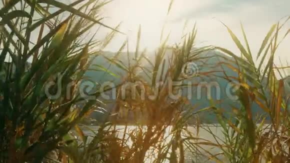山峦叠嶂的湖岸高高的草地迎着灿烂的阳光红色摄像机拍摄视频的预览图