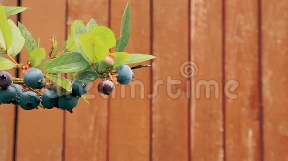 九月在花园里的一棵灌木上挂着蓝莓浆果视频的预览图