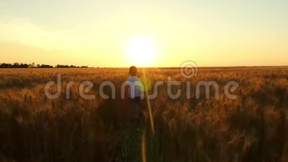 一个穿着白色T恤的快乐孩子在夕阳的映衬下穿过成熟的麦田视频的预览图