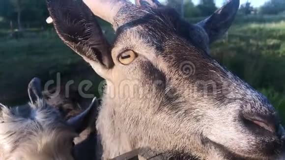 一只三只小山羊在木桥上的一片春草地上吃草拍摄一只山羊的特写镜头视频的预览图