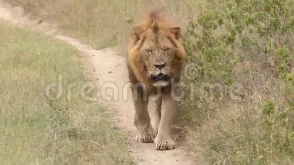 狮子走在人行道上视频的预览图