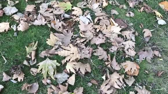 秋天的落叶视频的预览图
