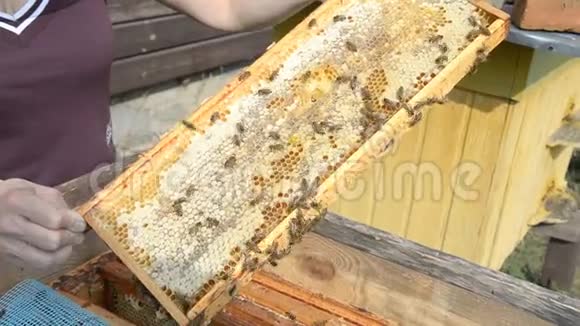 养蜂人手里拿着满是蜜蜂的蜂巢养蜂人检查蜂巢视频的预览图