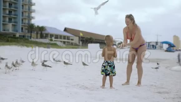 小男孩和妈妈在阳光明媚的4k天气里在美丽的海滩上喂鸟视频的预览图