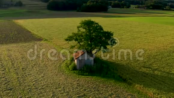 在乡村景观中一棵大树下的旧谷仓上方的空中轨道视频的预览图