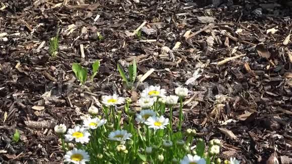 花园中的白菊花视频的预览图