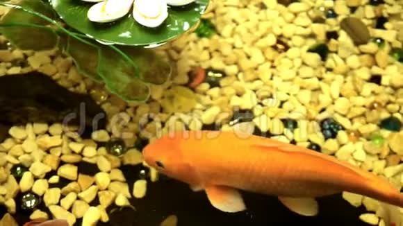 金鱼在水中婀娜多姿视频的预览图