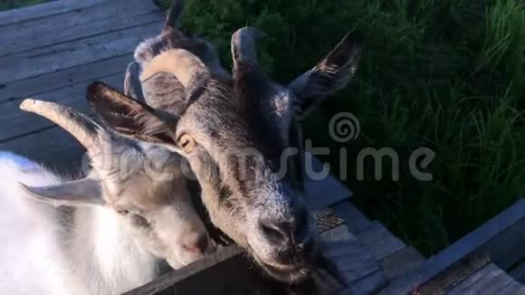 一只三只小山羊在木桥上的一片春草地上吃草拍摄一只山羊的特写镜头视频的预览图