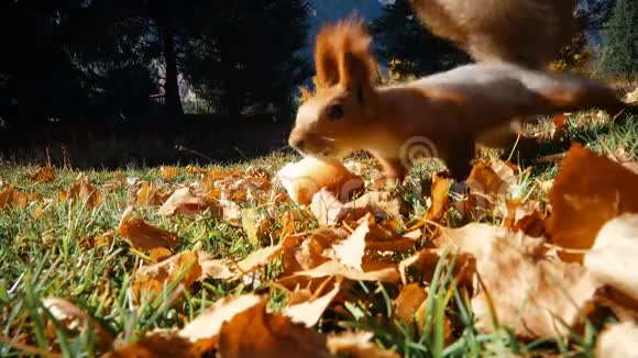 松鼠抓着一块面包视频的预览图