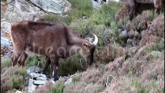 野生山羊西伯利亚伊贝克斯在山坡上吃绿灌木视频的预览图