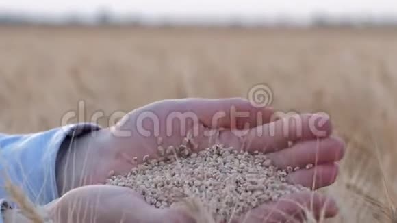 农业综合企业农民手中握着成熟的麦粒在收割的大麦穗的面包田里表现出丰收视频的预览图