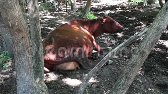 一头牛躺在地上视频的预览图