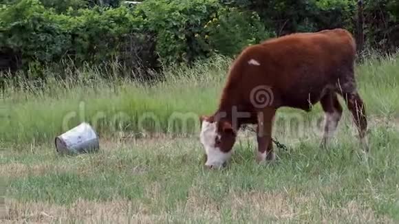 小牛吃青草视频的预览图