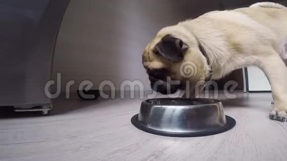 小狗从碗里吃视频的预览图