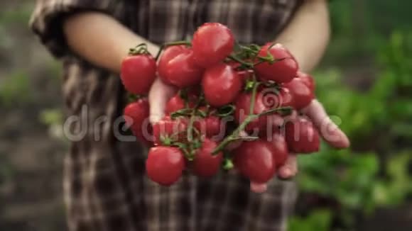 女人的手握在成熟的樱桃番茄的手心里在夕阳下在农场里滴着水珠视频的预览图
