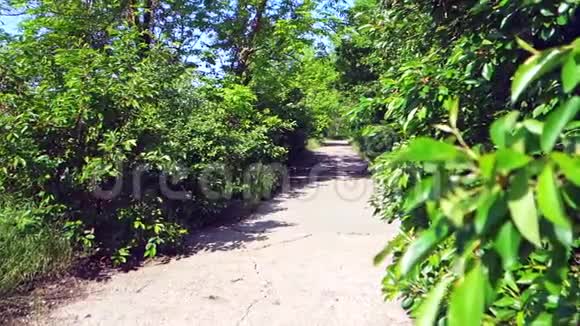 老沥青路周围有绿色的草地和果树一条果树隧道视频的预览图