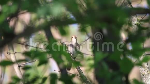 夜莺坐在灌木丛里唱着优美的歌视频的预览图
