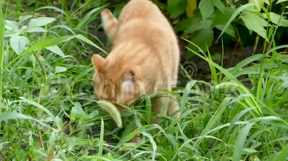 红猫在花园里吃青草然后他离开了框架慢动作视频的预览图