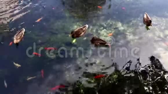 湖里的动物视频的预览图