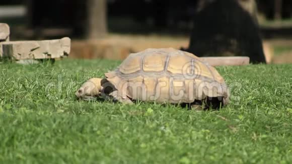 吃青草的野龟视频的预览图