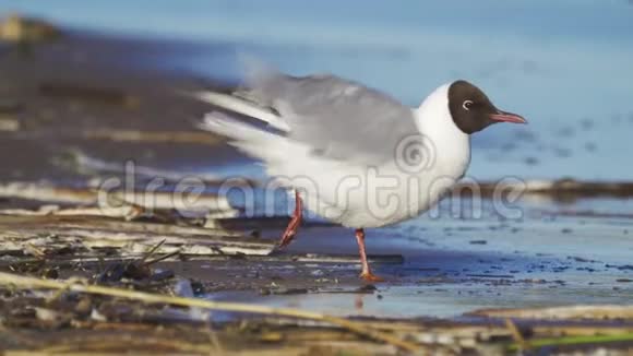 一只黑头海鸥一只爪子疼站在水边的沙滩上休息视频的预览图