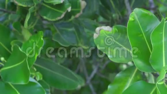 塞舌尔普拉斯林岛在印度洋的一个奇异岛屿上生长的热带树木的叶子植物视频的预览图