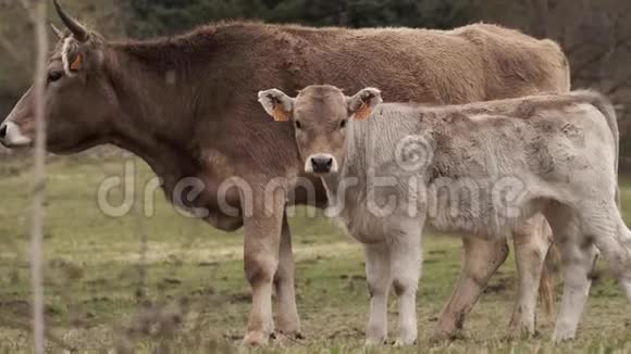 小牛看着草地上的镜头视频的预览图