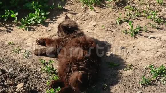 肮脏的黑猫在阳光下裸露的土壤上休息然后出去视频的预览图