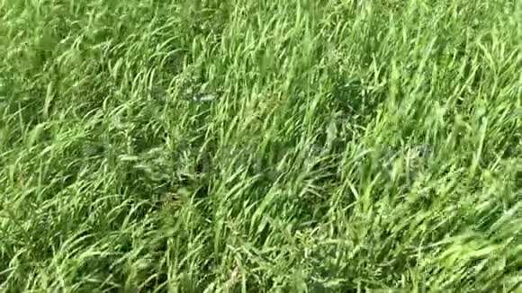 高高的绿草在风中摇曳视频的预览图