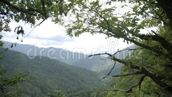 从森林中透过树枝到夏天有绿色斜坡的山带森林的神奇山景视频的预览图