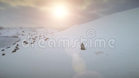 在雪地上移动海豹南极洲日落景观视频的预览图