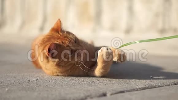 可爱的红猫躺在路上玩草试图缓慢地抓住它视频的预览图