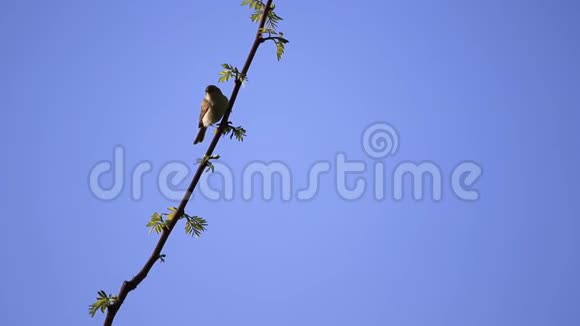小鸟坐在树枝上然后飞走了视频的预览图