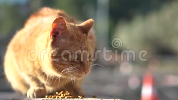 美丽的红猫慢慢地在路边吃食物视频的预览图