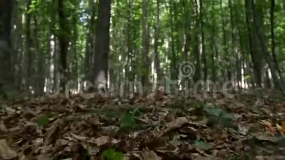 荒野中的POV一个人在森林中奔跑恐惧和恐惧视频的预览图