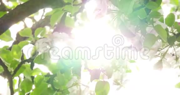 苹果树花朵明亮的白色被春日的明亮光线照亮视频的预览图