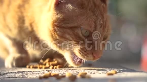 漂亮的红猫慢吞吞地在路边吃食物视频的预览图