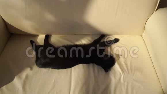 黑猫睡在米色皮革沙发上慢动作视频的预览图