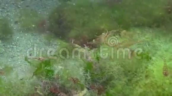 棕榈草虾生活和食用藻类视频的预览图