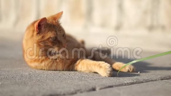 一只红猫躺在路上玩草试图抓住它视频的预览图