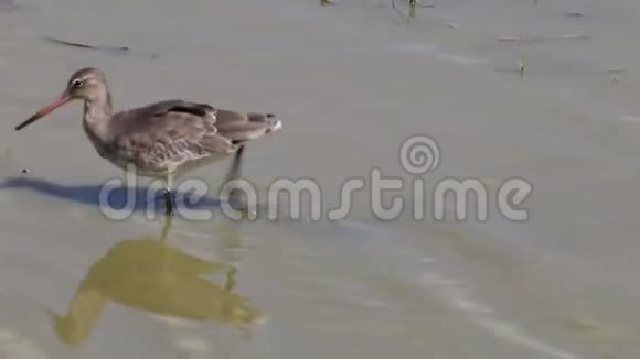 在法国莱蒂奇鸟类保护区觅食黑尾神童视频的预览图