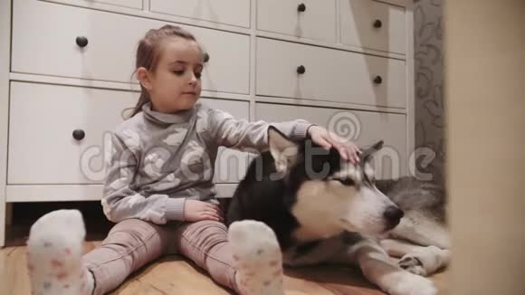 小女孩和她的黑白相间的西伯利亚哈士奇狗蓝眼睛女孩抚摸狗的头4K射击视频的预览图
