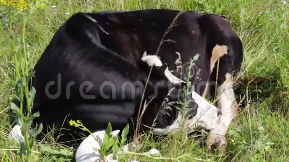 一头牛躺在地上视频的预览图