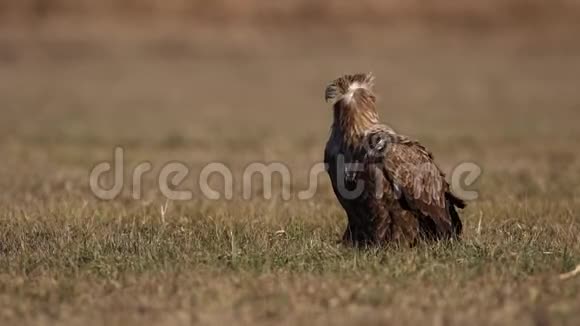成年白尾鹰白戟天坐在自然环境中视频的预览图