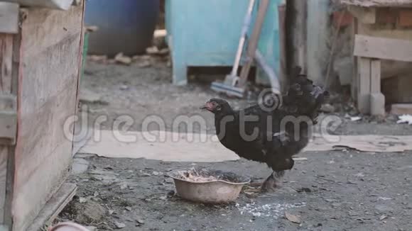 家禽养殖场饲养鸡和蛋鸡啄食饲料特写农场母鸡母鸡视频的预览图