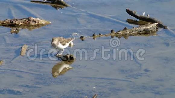 清洗法国莱蒂奇鸟类保护区的普通沙漏视频的预览图