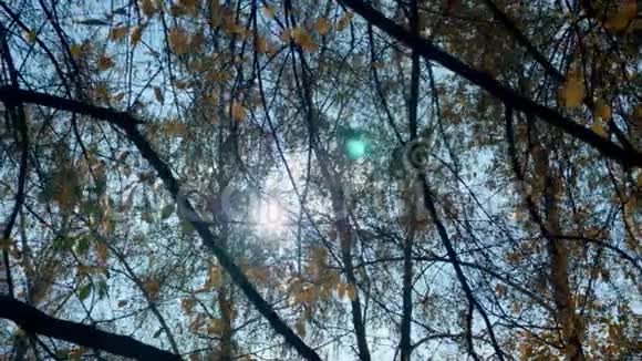 秋天树梢的全景阳光透过树叶照耀视频的预览图