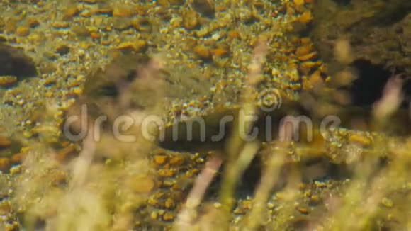 墨色河里的褐鳟鱼视频的预览图
